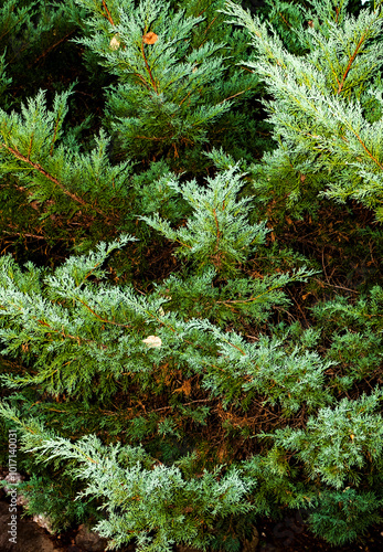 Patterns made by the boughs of a fir tree