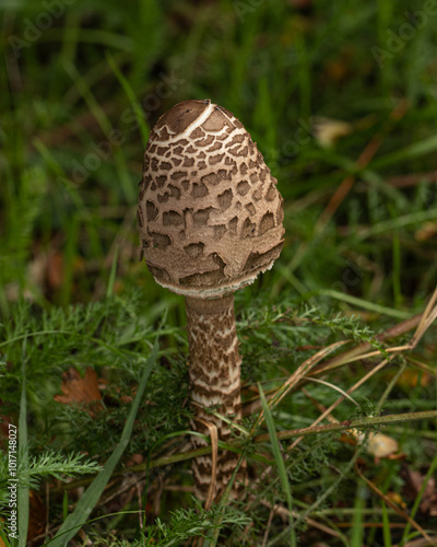 Macrolepiota procera, emerges from lush undergrowth