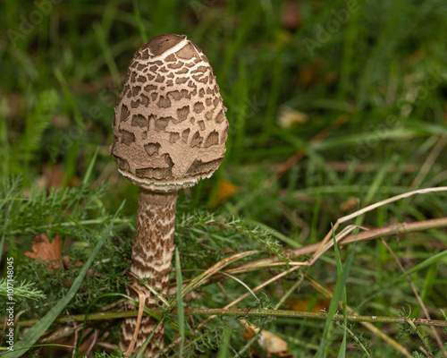 The Macrolepiota procera, stands prominently in its natural habitat, surrounded by dense, green undergrowth and forest floor debris