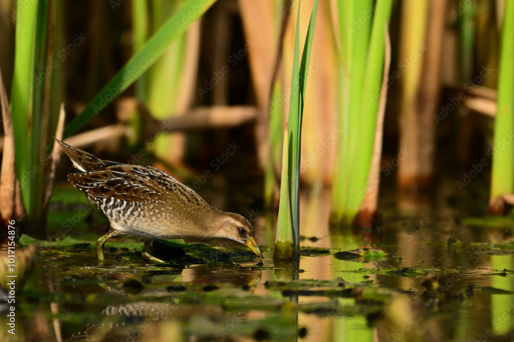 Sora bird feeding on aquatic plants and crustations between the reeds in a freshwater marsh Sora bird feeding on aquatic plants and crustations between the reeds in a freshwater marsh