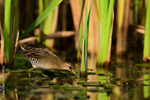 Sora bird feeding on aquatic plants and crustations between the reeds in a freshwater marsh photo