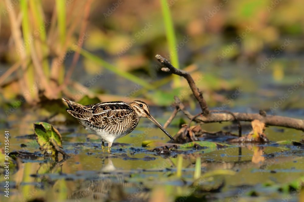 Unusual looking Wilson's Snipe bird with a very long beak probes the soil in a fresh water marsh in search for food Unusual looking Wilson's Snipe bird with a very long beak probes the soil in a fresh water marsh in search for food