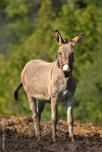 фотографія Cute Donkey in a muddy field after heavy rain