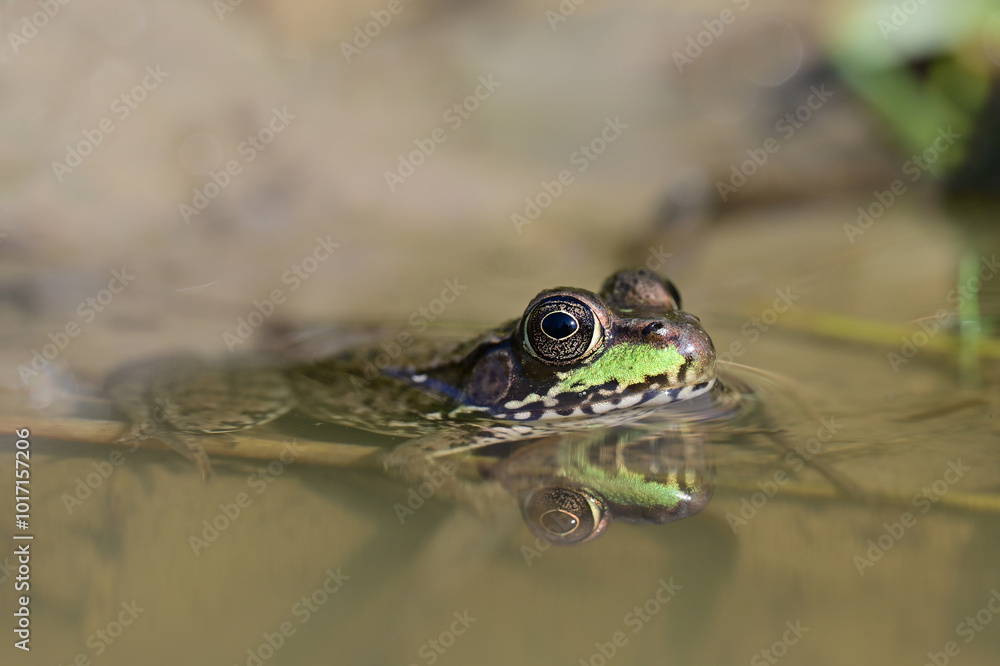 Northern Leopard Frog sitting in a puddle Northern Leopard Frog sitting in a puddle