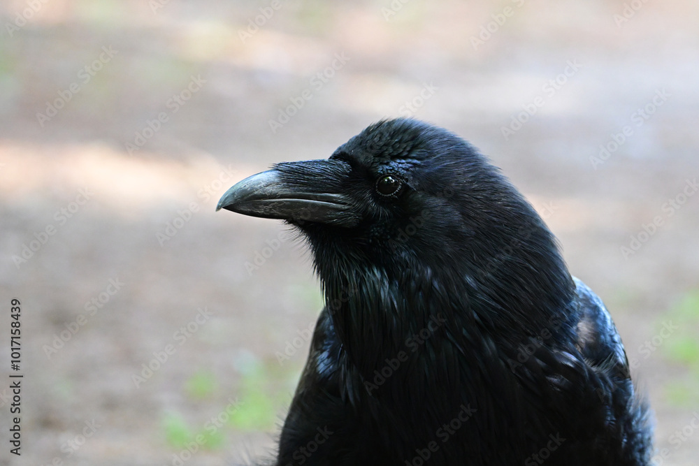 Fototapeta premium Close up portrait of a a Raven