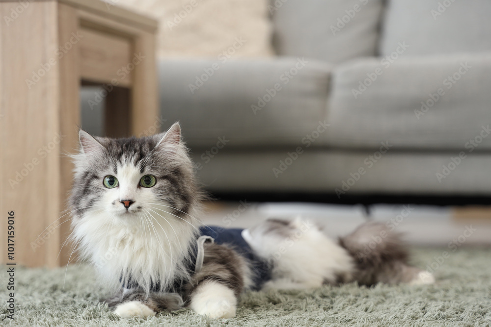 Cute cat wearing recovery suit after sterilization at home Cute cat wearing recovery suit after sterilization at home