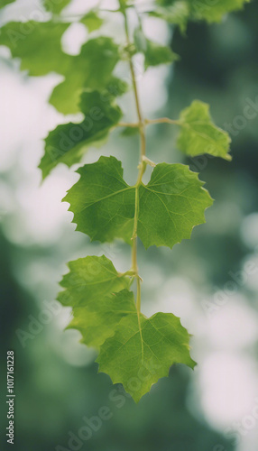 Green leaves Javanese treebine or Grape ivy (Cissus spp) vertical