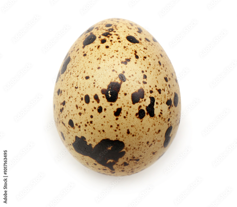 Fresh quail egg on white background Fresh quail egg on white background