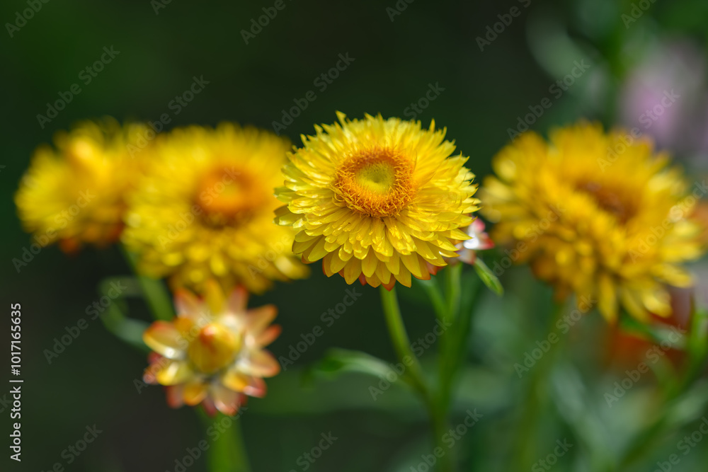 Straw yellow outside on a plant.
Straw yellow outside on a plant.