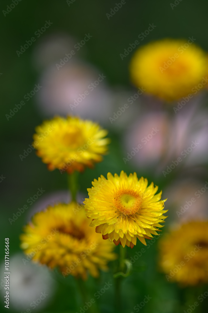 Straw yellow outside on a plant.
Straw yellow outside on a plant.