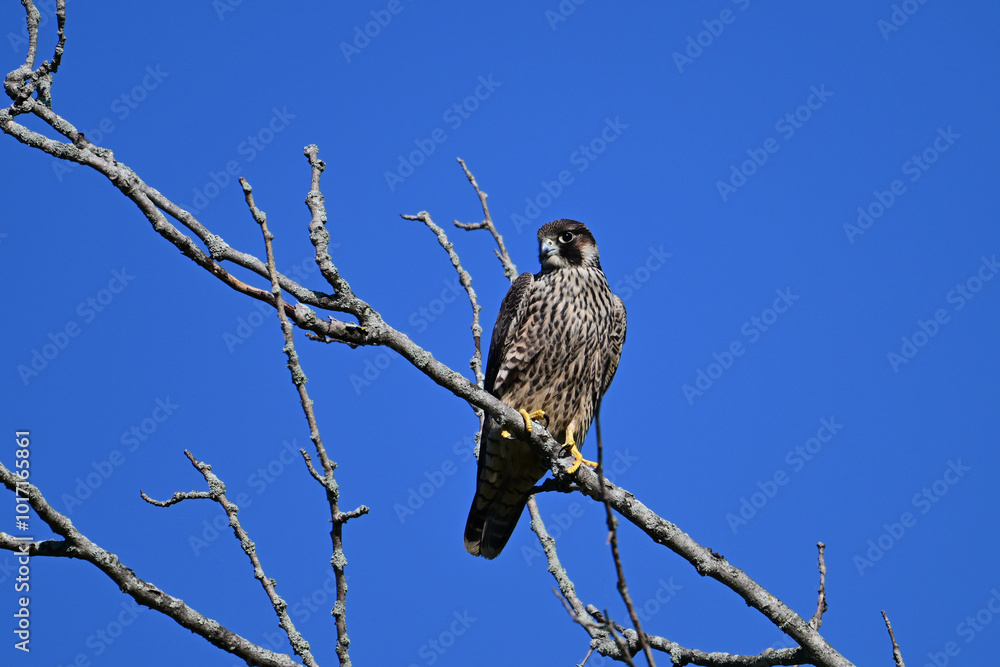 Peregrine Falcon with its sharp eyes sits perched in a tree hunting for prey