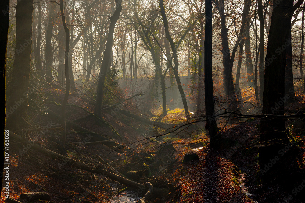 Obraz premium Misty forest in winter with sunlight and foggy in the morning, Rays of sun shine into through the wood with shadow of trees, Winter landscape in countryside of the Netherlands, Nature background.