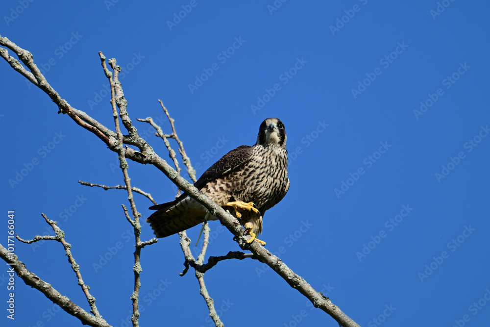 Peregrine Falcon with its sharp eyes sits perched in a tree hunting for prey Peregrine Falcon with its sharp eyes sits perched in a tree hunting for prey