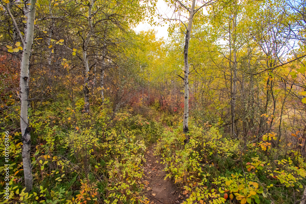 Autumn at Cranberry Flats Conservation Area Autumn at Cranberry Flats Conservation Area