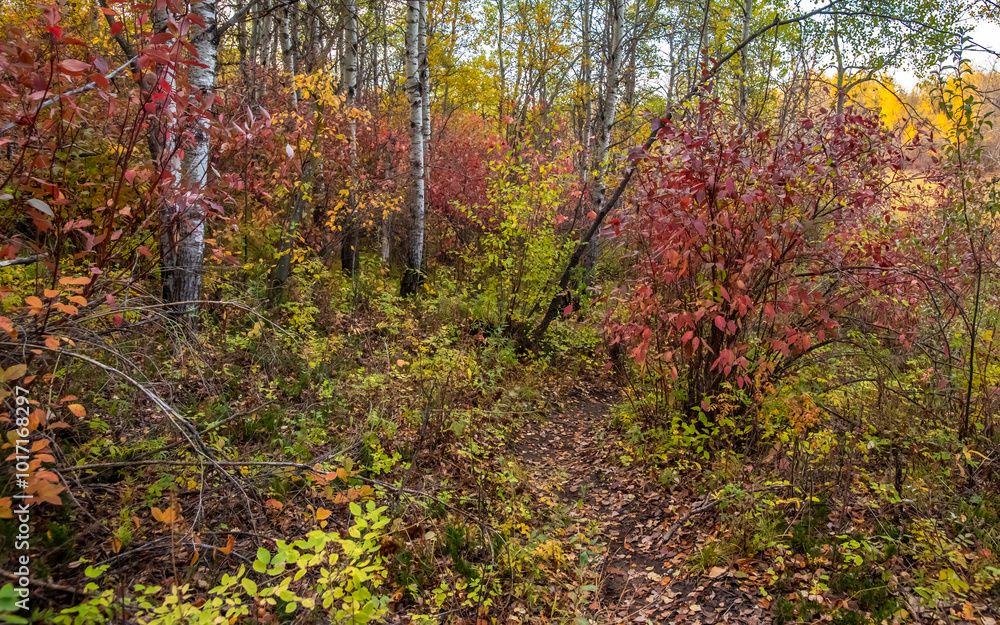 Autumn at Cranberry Flats Conservation Area Autumn at Cranberry Flats Conservation Area
