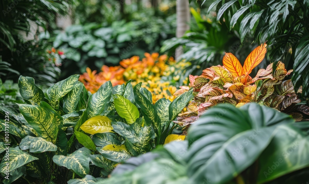Fototapeta premium Golden Shrimp Plant and Croton in tropical garden