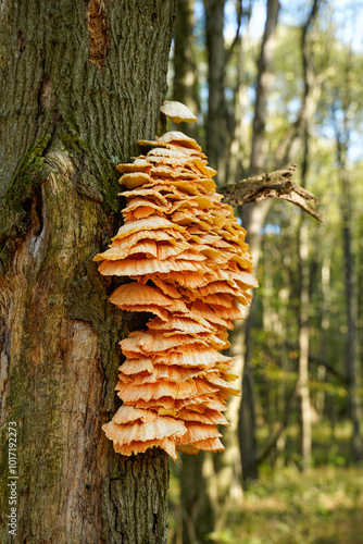 Broken tree in the woods with mushrooms growing on it. Chicken of the woods mushroom.