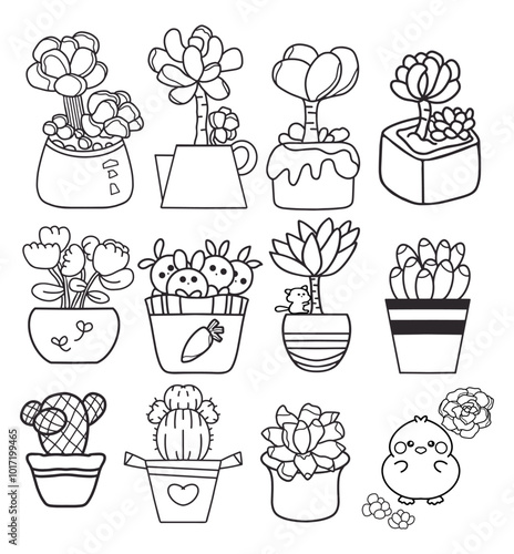 succulents x 12 plants