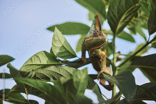 Veiled Chameleon on branch outside in nature. Mostly green with sky blue background. He looks happy!