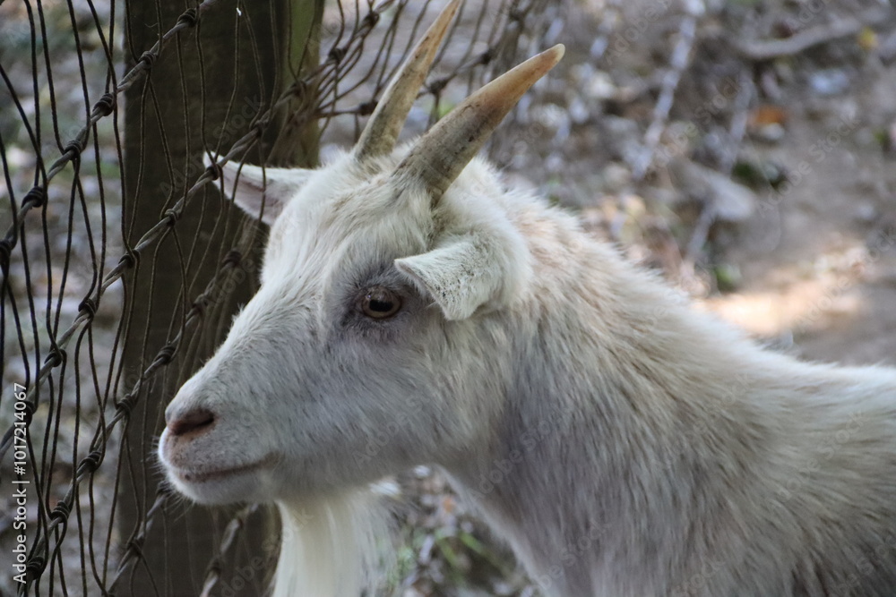 Portrait of a Goat