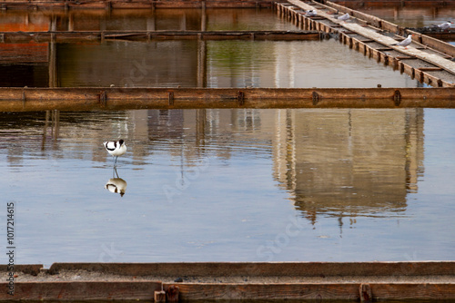 Pied avocet in the salt pans of Pomorie near the lake, Burgas Province, Bulgarian Black Sea coast
 photo