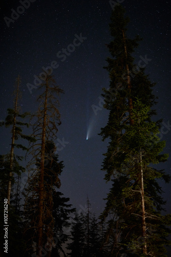 Neowise Comet Landscape 2020 seen through tall pine trees in Kings Canyon California Forest National Park