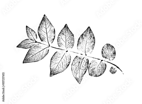 Black and white floral leaves and branch of botanical print. Plain leaf sketched art on plain white background.
