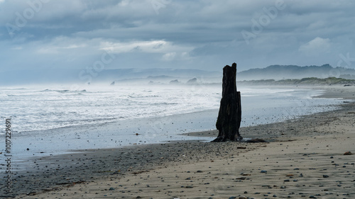 A tree stump on a deserted beach at Little Wanganui, New Zealand photo