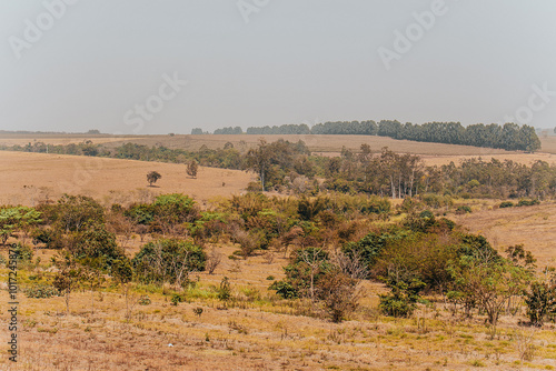 trees in the desert