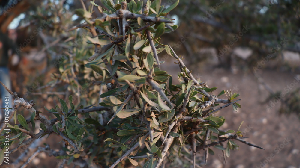 Argan Tree in Moroccan Landscape with Rough Bark and Arid Environment, Essential for Argan Oil Production, Argan Skincare, Argan Hair Oil, Argan Cosmetics, and Organic Argan Benefits Argan Tree in Moroccan Landscape with Rough Bark and Arid Environment, Essential for Argan Oil Production, Argan Skincare, Argan Hair Oil, Argan Cosmetics, and Organic Argan Benefits