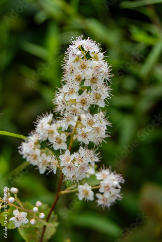 Meadowsweet photo