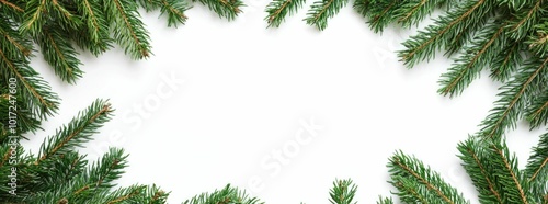 Christmas, holiday, evergreen, decoration, nature, frame, celebration, winter, plant, background, festive A beautiful arrangement of fresh green spruce branches creating a natural frame around a whi