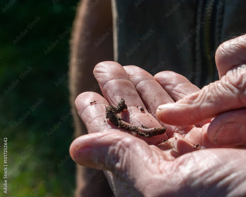 Obraz premium A worm in the hand...
