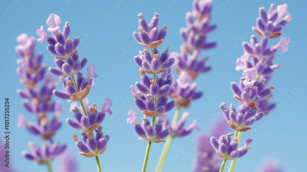 front, horizontal view, a close-up of several lavender flowers set against a background of a clear blue sky in spring front, horizontal view, a close-up of several lavender flowers set against a background of a clear blue sky in spring