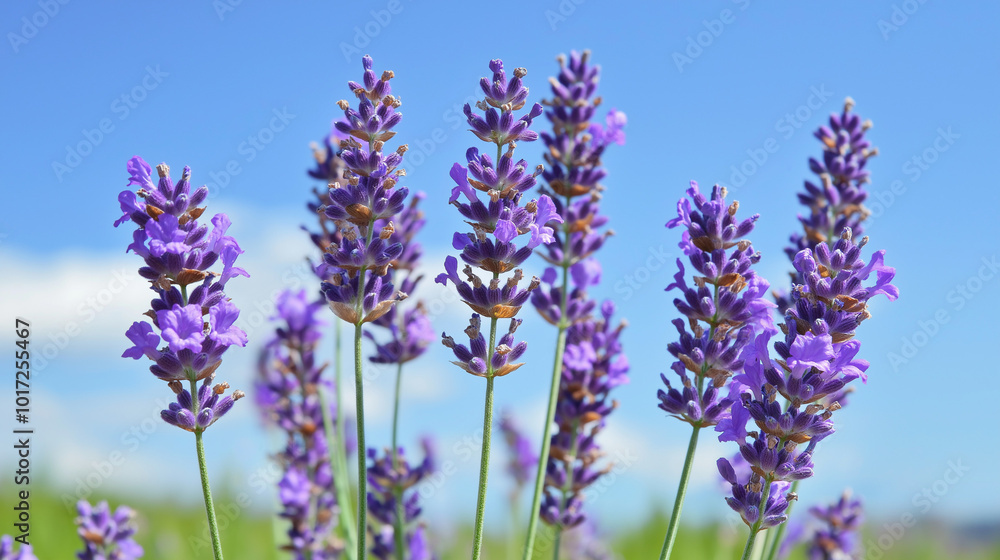 Obraz premium front, horizontal view, a close-up of several lavender flowers set against a background of a clear blue sky in spring