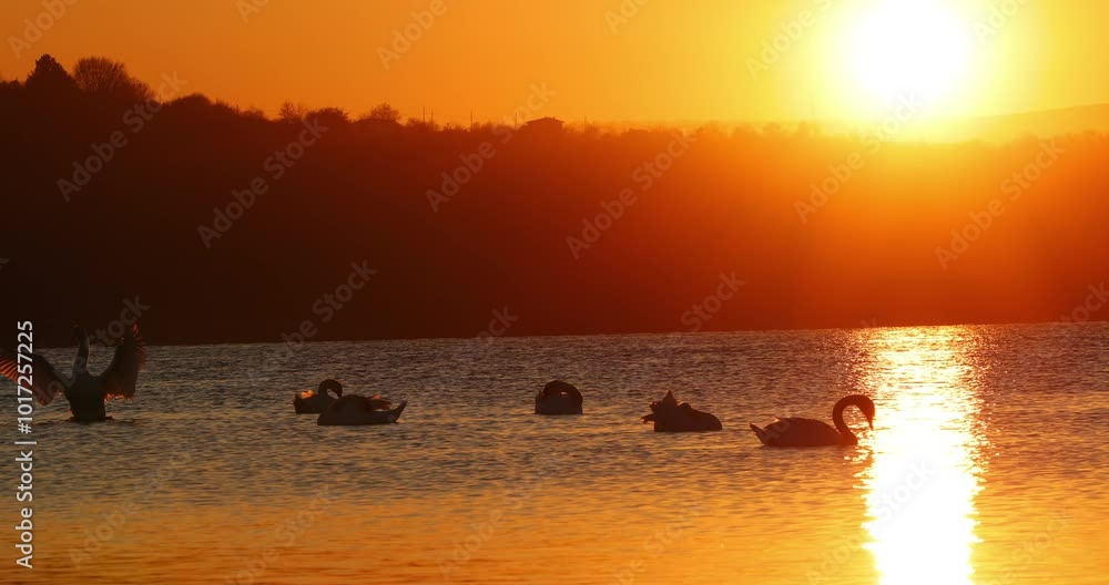 Swan couples swimming in sea lake water, scenic sunset, slow motion 4k video Swan couples swimming in sea lake water, scenic sunset, slow motion 4k video