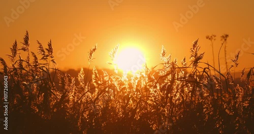 Sunset over golden field, wild fluffy grass in sunlight, nature background, beautiful tranquil landscape scene video