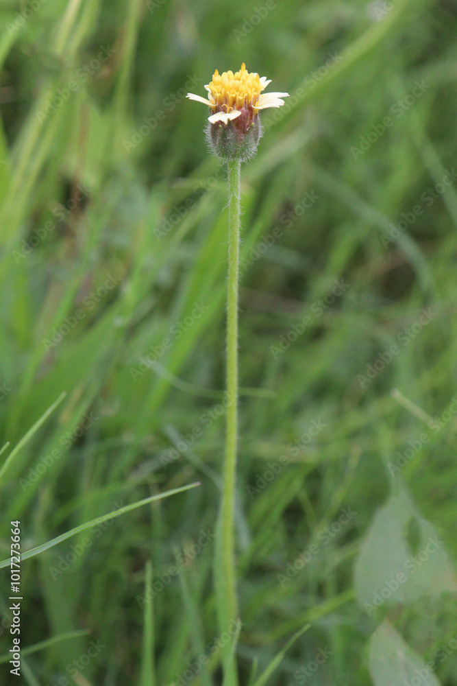 Tridax procumbens flower plant on nursery Tridax procumbens flower plant on nursery