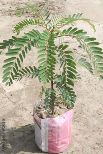 Vegetable hummingbird plant on nursery photo