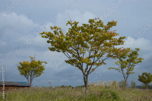 A tree standing in an autumn field is swaying in the wind.가을들녘에 서있는 나무가 바람에 흔들리고있습니다.