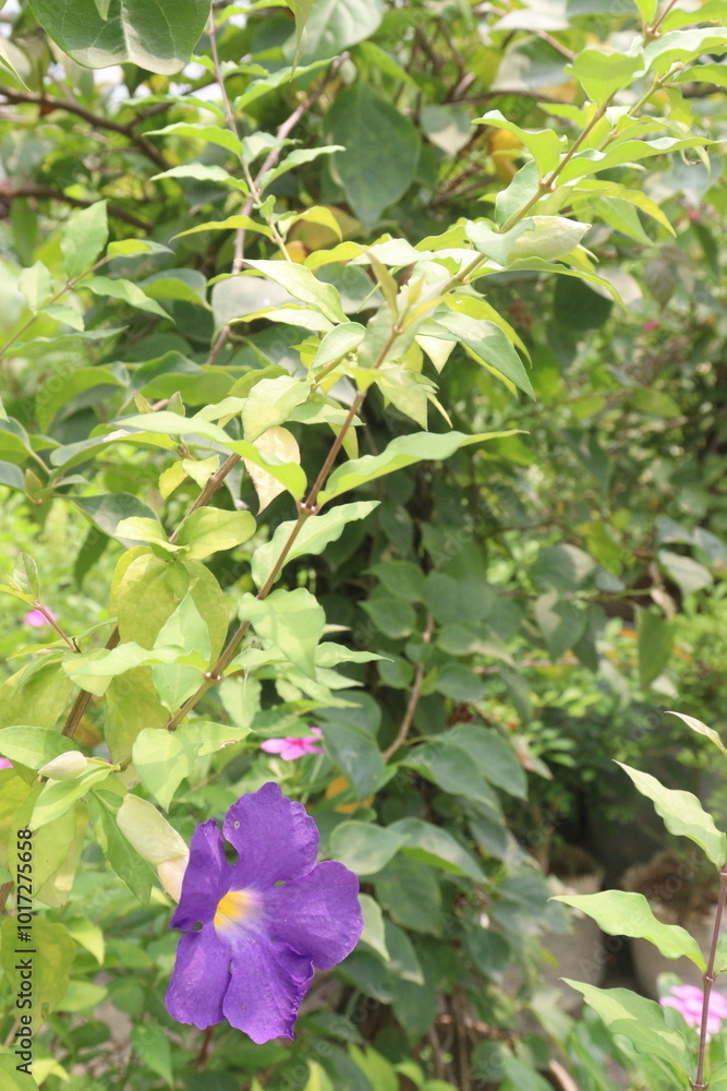 Thunbergia erecta flower plant on nursery Thunbergia erecta flower plant on nursery