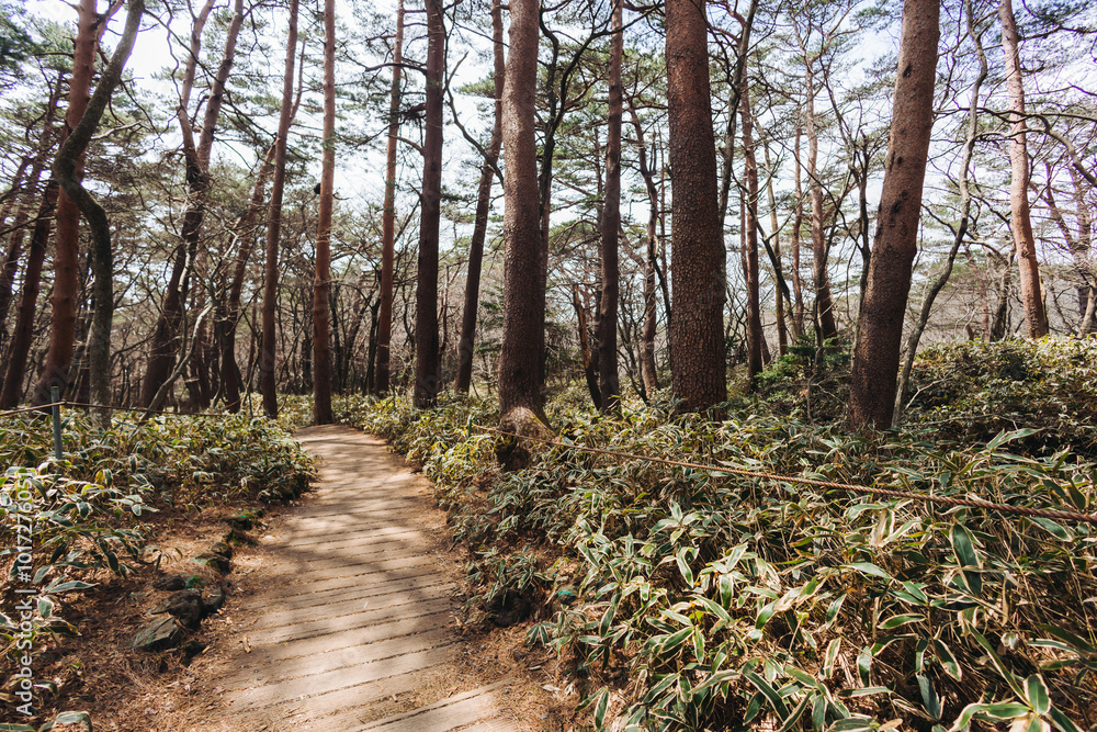 Obraz premium Hallasan National Park, Jeju island, South Korea, spring view of Yeongsil trail with wooden ladder path stairs, trekking and climbing, stairway to Halla mountain, hiking in Korea, Jeju-do, sunny day