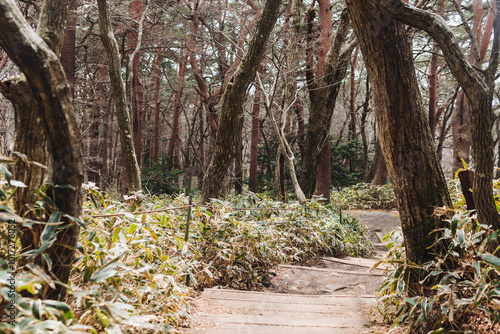 Hallasan National Park, Jeju island, South Korea, spring view of Yeongsil trail with wooden ladder path stairs, trekking and climbing, stairway to Halla mountain, hiking in Korea, Jeju-do, sunny day photo