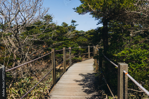 Hallasan National Park, Jeju island, South Korea, spring view of Yeongsil trail with wooden ladder path stairs, trekking and climbing, stairway to Halla mountain, hiking in Korea, Jeju-do, sunny day photo