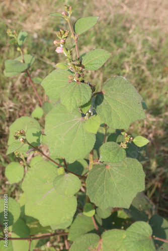 Urena lobata flower plant on field photo