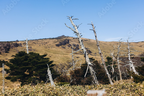 Hallasan National Park, Jeju island, South Korea, spring landscape view of Yeongsil trail, Halla volcano peak, trekking and climbing to Halla mountain, travel and hiking in Korea, Jeju-do, sunny day photo