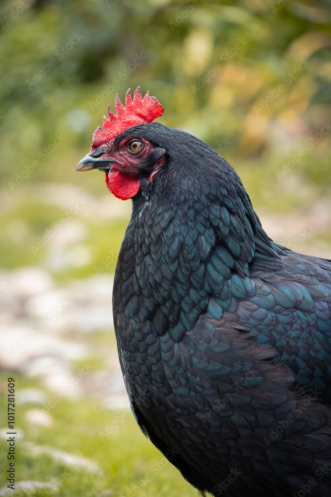 rooster chicken on green farm background in the mountains