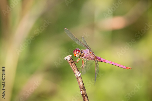 Wallpaper Mural Libélula posada en una rama Torontodigital.ca