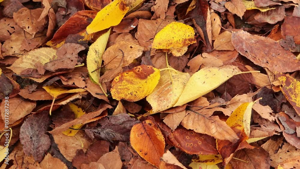 Autumn is a beautiful season where leaves fall and flutter in the wind. Autumn is a beautiful season where leaves fall and flutter in the wind.