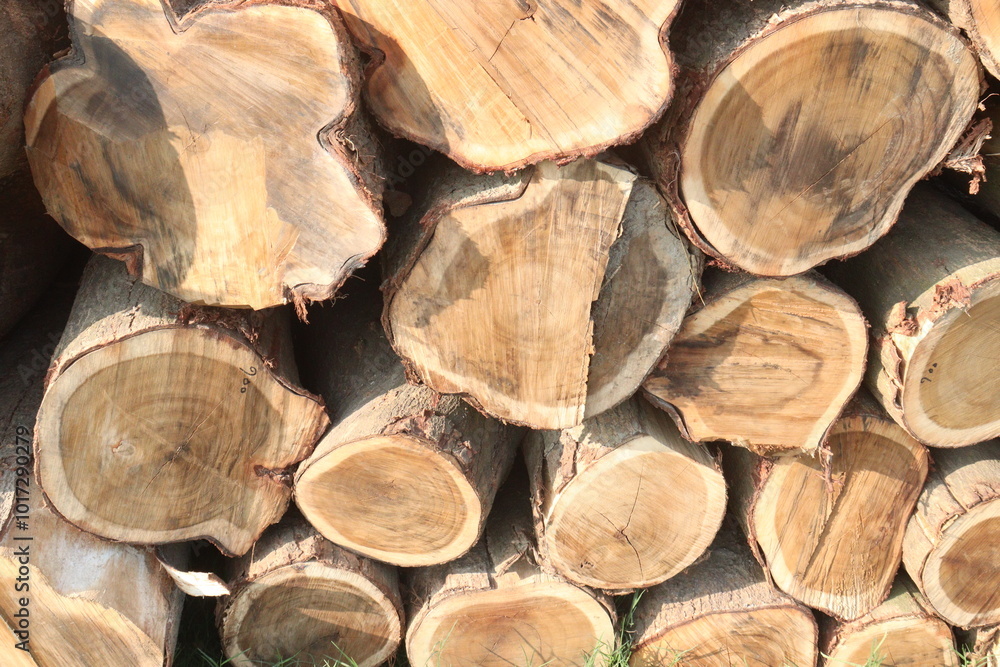 Wooden logs stock on saw mill Wooden logs stock on saw mill